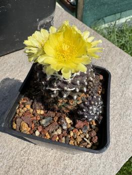 Copiapoa humilis